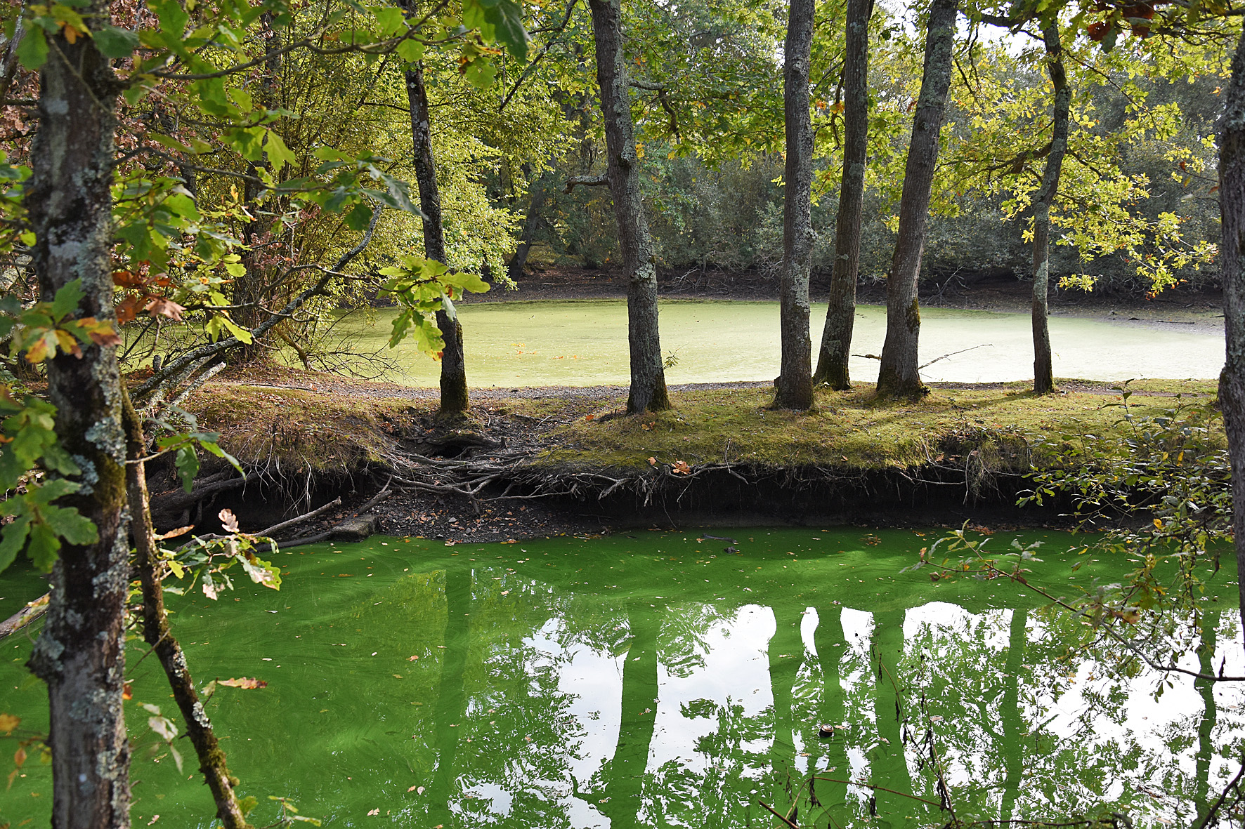 etang-reflets-verts