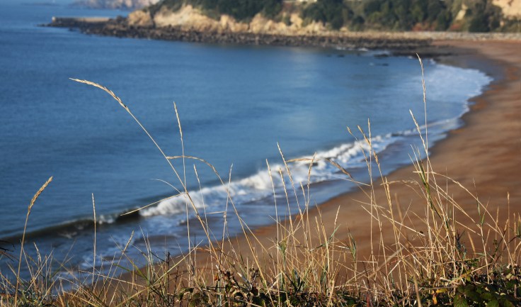 mer-bleu-avec-herbes copie