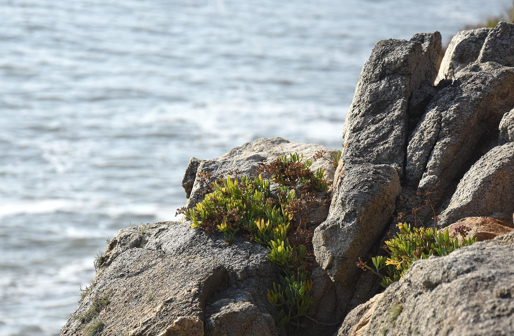 petites-plantes