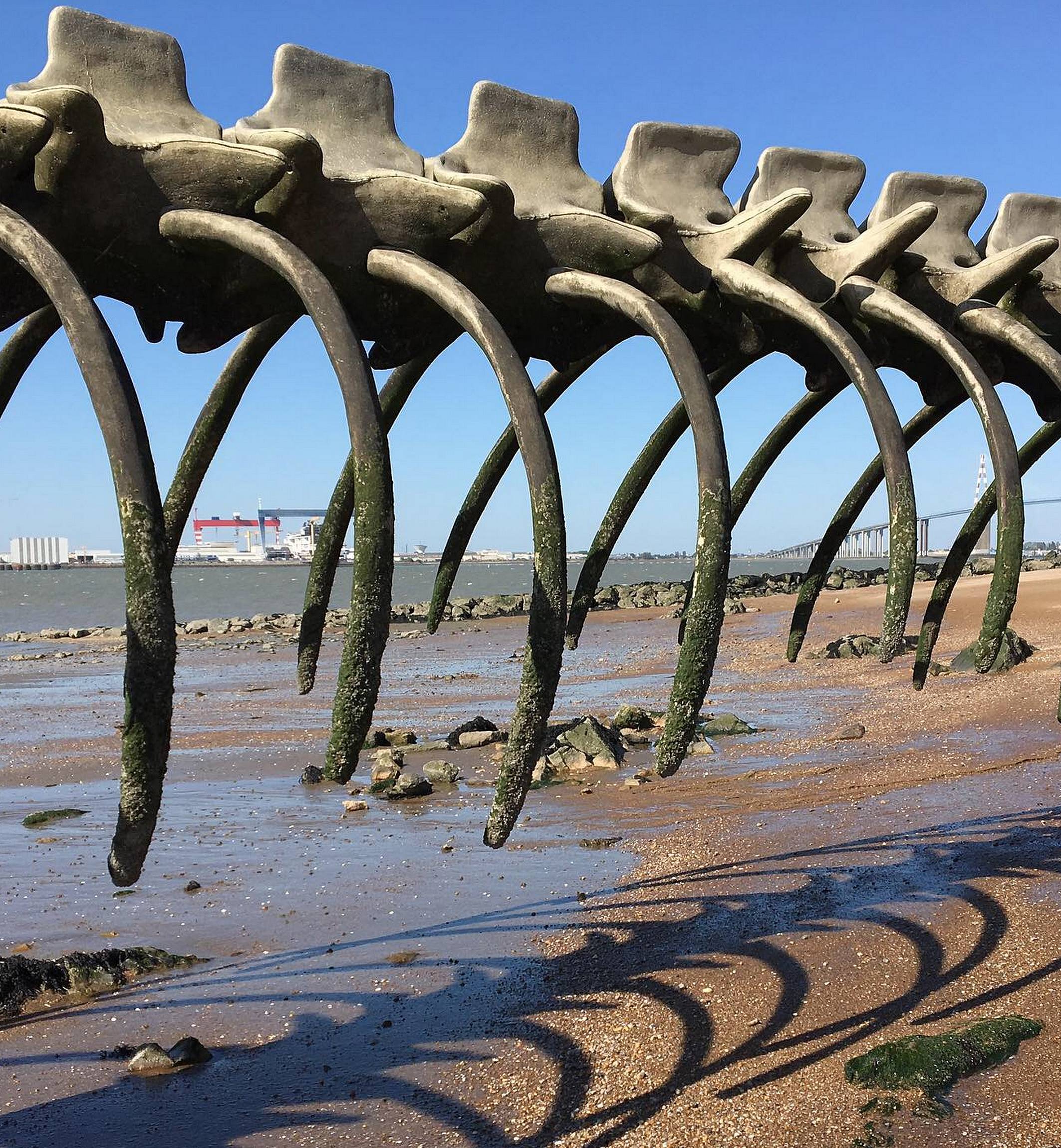 serpent-maree-basse-2