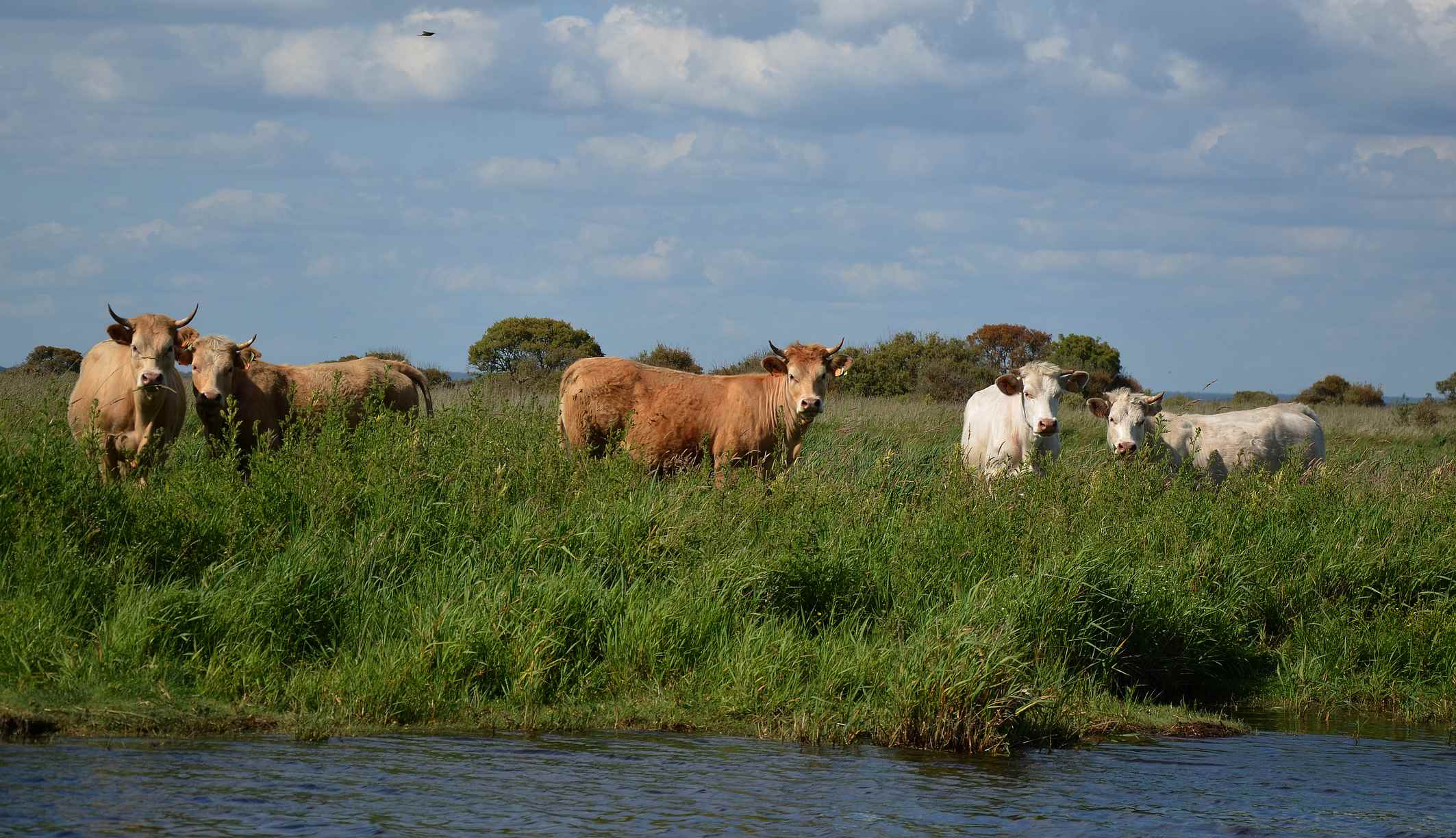 vaches-en-paturage-dans-le-marais