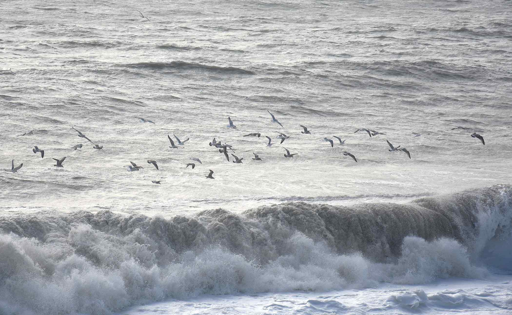 tempete-avec-oiseaux